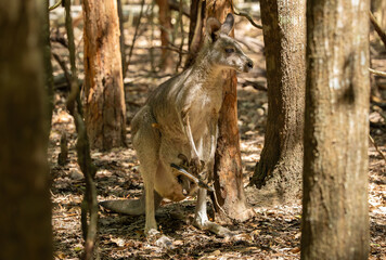 Eastern grey kangaroo with joey in the pouch. South Eastern Australia. © Yan