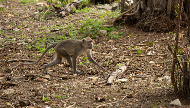 Long-tailed or crab-eating macaque. Rinca Island, Indonesia.