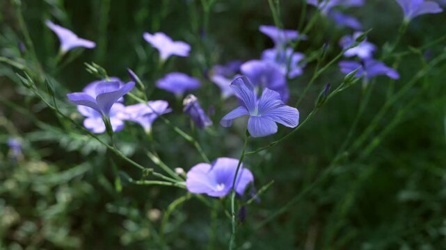 Delicate blue flowers of Narbonne flax, Linum narbonense, blooming in natural sunlight. Floral background, wildflower beauty, botanical detail and summer nature concept. 