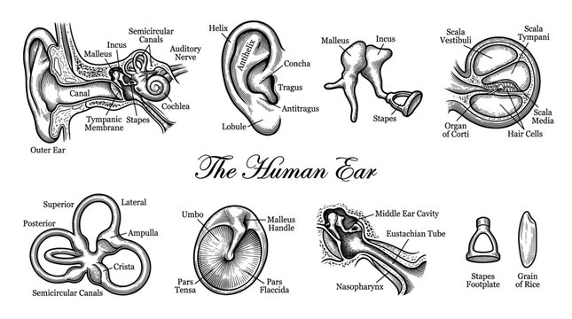 Anatomy of the Human Ear Set, Vintage Engraved Medical Illustration of Inner Middle and Outer Ear Structures