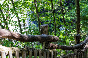 Fototapeta premium tree in the forest