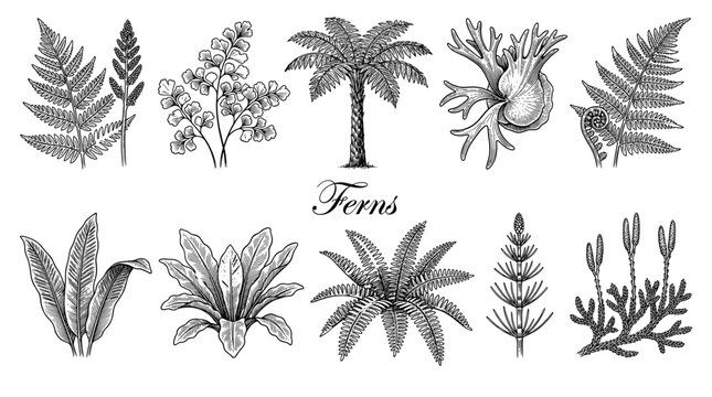 Collection of Vintage Fern Botanical Illustrations. Hand Drawn Vector Engraving Style Set of Tropical and Forest Fern Species with Scientific Names for Nature Design and Education.