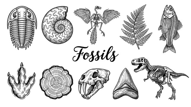 Collection of hand drawn fossil illustrations including dinosaur skeletons, ammonite, trilobite, and prehistoric artifacts in vintage engraving style.
