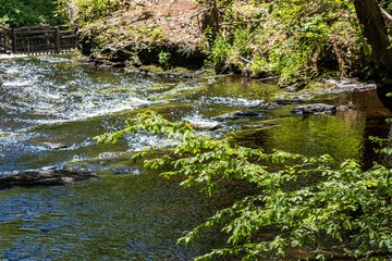 Fototapeta premium river in the forest