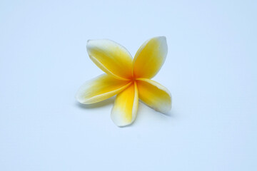 beauty frangipani flower on white background © VictorAS