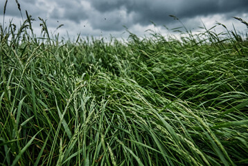 Obraz premium Tall green field grass swaying in strong wind under stormy sky