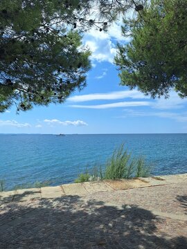 Framed Adriatic Sea view through pine trees at Lungomare Barcola near Trieste, Italy