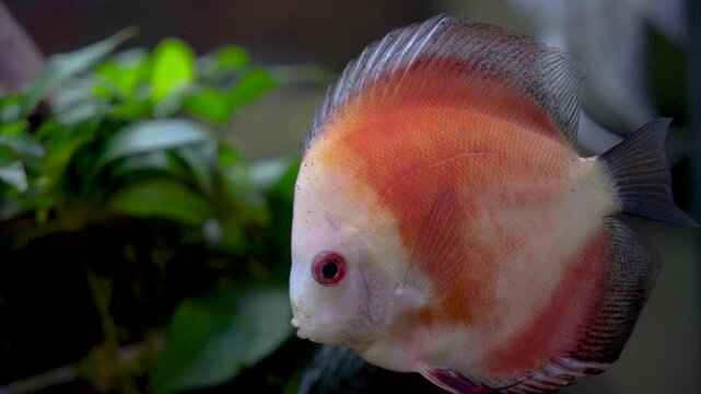 Colorful Discus Fish Swimming in Freshwater Aquarium