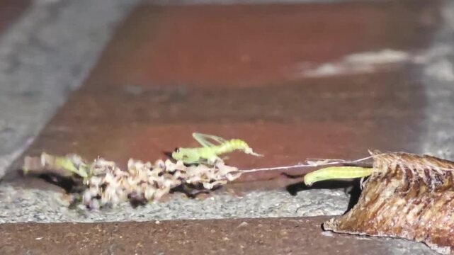 Night macro shot of the fourth baby praying mantis emerging from an ootheca after rain. #009비 갠 후 밤, 알집에서 네 번째로 세상 밖으로 빠져나오는 아기 사마귀의 탄생 순간 초접사 매크로 영상.#009