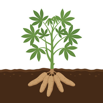 Flat vector illustration of cassava plant growing from soil, root crop agriculture concept