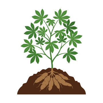 Flat vector illustration of cassava plant growing from soil, root crop agriculture concept