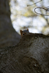 Obraz premium Close-up portrait of a curious squirrel on a tree branch in natural light