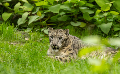 Snow leopard © Yan