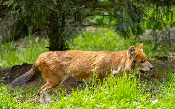 Dhole in the Bronx Zoo, New York