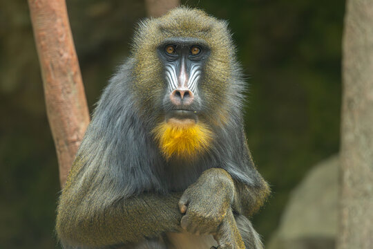 female mandrill portrait, Bronx Zoo. New York.