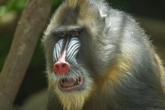 Male mandrill portrait, Bronx Zoo. New York.