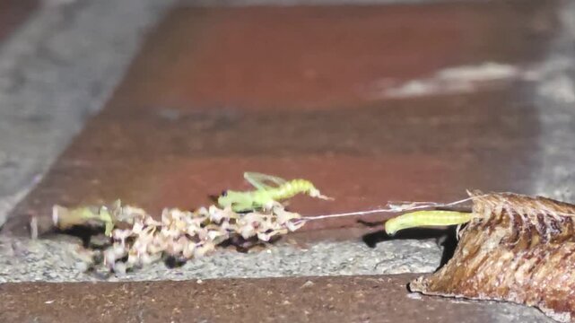 Night macro shot of the fourth baby praying mantis emerging from an ootheca after rain.
#001비 갠 후 밤, 알집에서 네 번째로 세상 밖으로 빠져나오는 아기 사마귀의 탄생 순간 초접사 매크로 영상.#001

