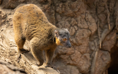 Fototapeta premium Common brown lemur in the Bronx Zoo, New York