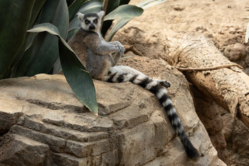 Fototapeta premium Ring-tailed lemur in the Bronx Zoo, New York