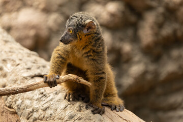 Fototapeta premium Common brown lemur in the Bronx Zoo, New York