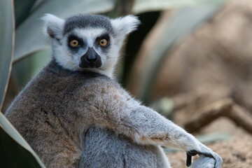 Fototapeta premium Ring-tailed lemur in the Bronx Zoo, New York
