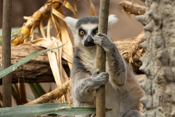 Obraz premium Ring-tailed lemur in the Bronx Zoo, New York