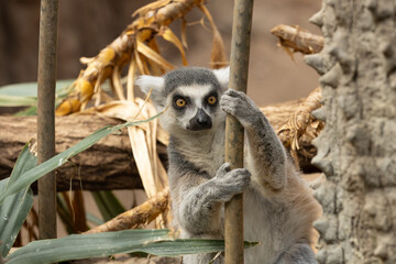 Ring-tailed lemur in the Bronx Zoo, New York © Yan