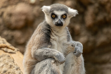 Ring-tailed lemur in the Bronx Zoo, New York © Yan