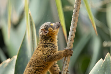 Common brown lemur in the Bronx Zoo, New York © Yan