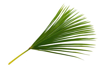 A green palm leaf on transparent background © JS Media