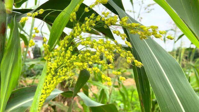 Close View of Ripening Green Millet Panicle in Field