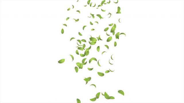 Green leaves flying animation. Realistic green leaf fall animation. Autumn spring season leaves fall background. Natural leaves animation background