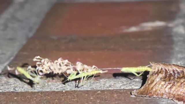 Night macro shot of the fourth baby praying mantis emerging from an ootheca, revealing its legs as it hatches after rain.#003 