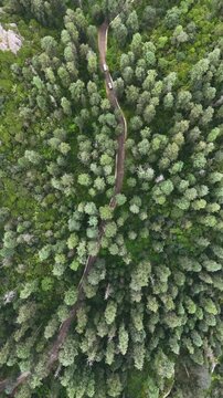 Aerial top-down view of cars driving along a winding dirt road through a dense oyamel fir forest (Abies religiosa) in Mineral del Chico, Hidalgo, Mexico, Overhead Spin Vertical Drone Shot bird's eye