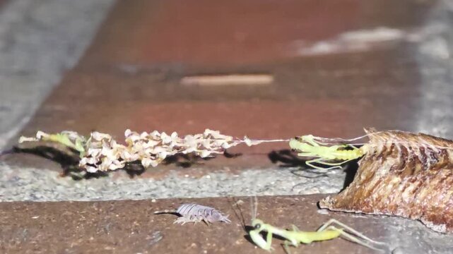 Night macro shot of the fourth baby mantis hatching while a woodlouse and a stink bug visit the ootheca.

#005 비 갠 후 밤, 네 번째 아기 사마귀의 탄생 순간에 공벌레와 노린재가 찾아온 신비로운 생태 현장 초접사 매크로 영상.#005

 