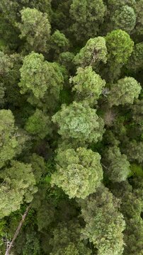 Aerial top down view revealing a dense green oyamel fir pine forest climbing high above the treetops in Hidalgo, Mexico, Bird's eye view vertical drone shot of an Abies religiosa forest