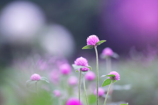 可憐なピンクの千日紅の花