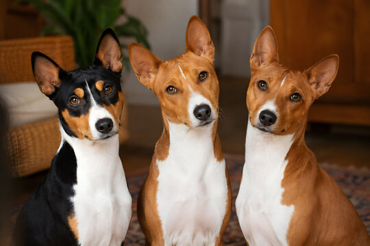 Three basenji dogs sitting together indoors