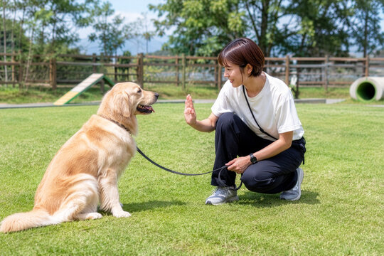 ゴールデンレトリバーをトレーニングをする女性