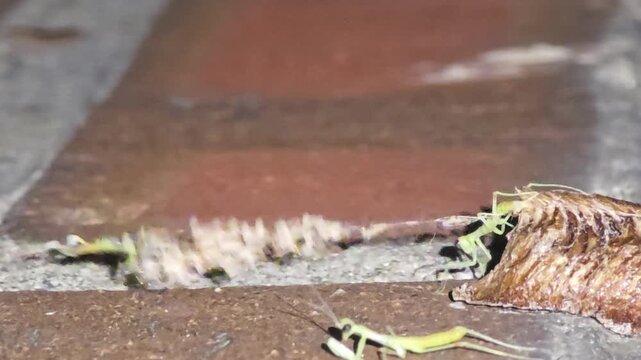 
Night macro shot of the fourth baby mantis struggling against the wind right after hatching, while the secondborn hangs perilously after rain.#008
