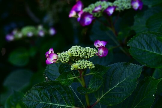 Hydrangea macrophylla (Lacecap hydrangea) flowers. Japanese name 'Gaku-Ajisai'. Composed of large ornamental flowers and small hermaphrodite flowers.
