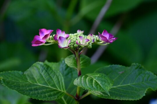 Hydrangea macrophylla (Lacecap hydrangea) flowers. Japanese name 'Gaku-Ajisai'. Composed of large ornamental flowers and small hermaphrodite flowers.