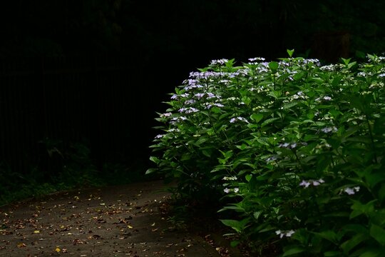 Hydrangea macrophylla (Lacecap hydrangea) flowers. Japanese name 'Gaku-Ajisai'. Composed of large ornamental flowers and small hermaphrodite flowers.