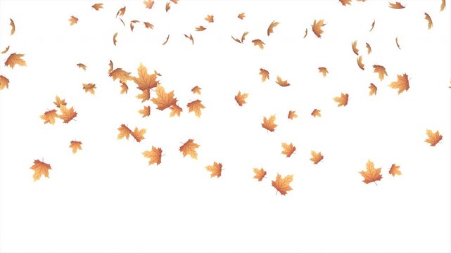Falling autumn leaves animation. Autumn leaves fall animation. Autumn maple leaves falling on background. Autumn leaves. Motion nature scene