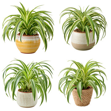 Chlorophytum comosum houseplant in plant pot isolated on white transparent background - design element cut-out object