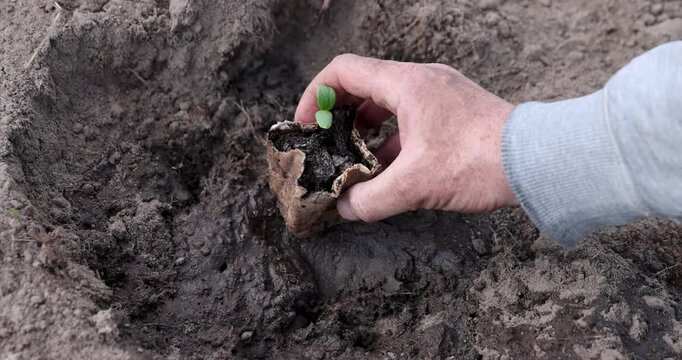 A young green seedling in a decomposable pot, a zucchini seedling is planted by hand in moist gray soil in a garden