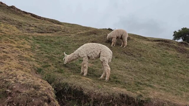 Cusco, Peru - 20 June 2024. Two white llamas eat grass on a sloping Andean hillside beneath an overcast sky, with one animal closer to the camera and the other farther uphill.