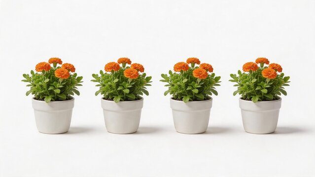 Four potted orange flowers in white pots