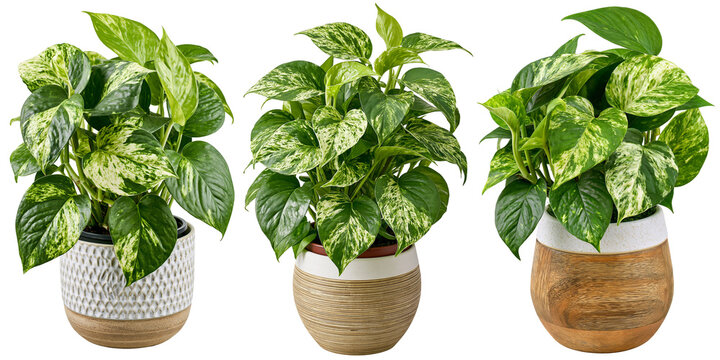 Epipremnum aureum houseplant in plant pot isolated on white transparent background - design element cut-out object