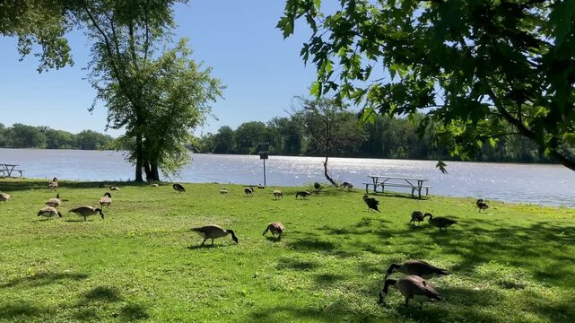gaggle of Canada geese in the park by river